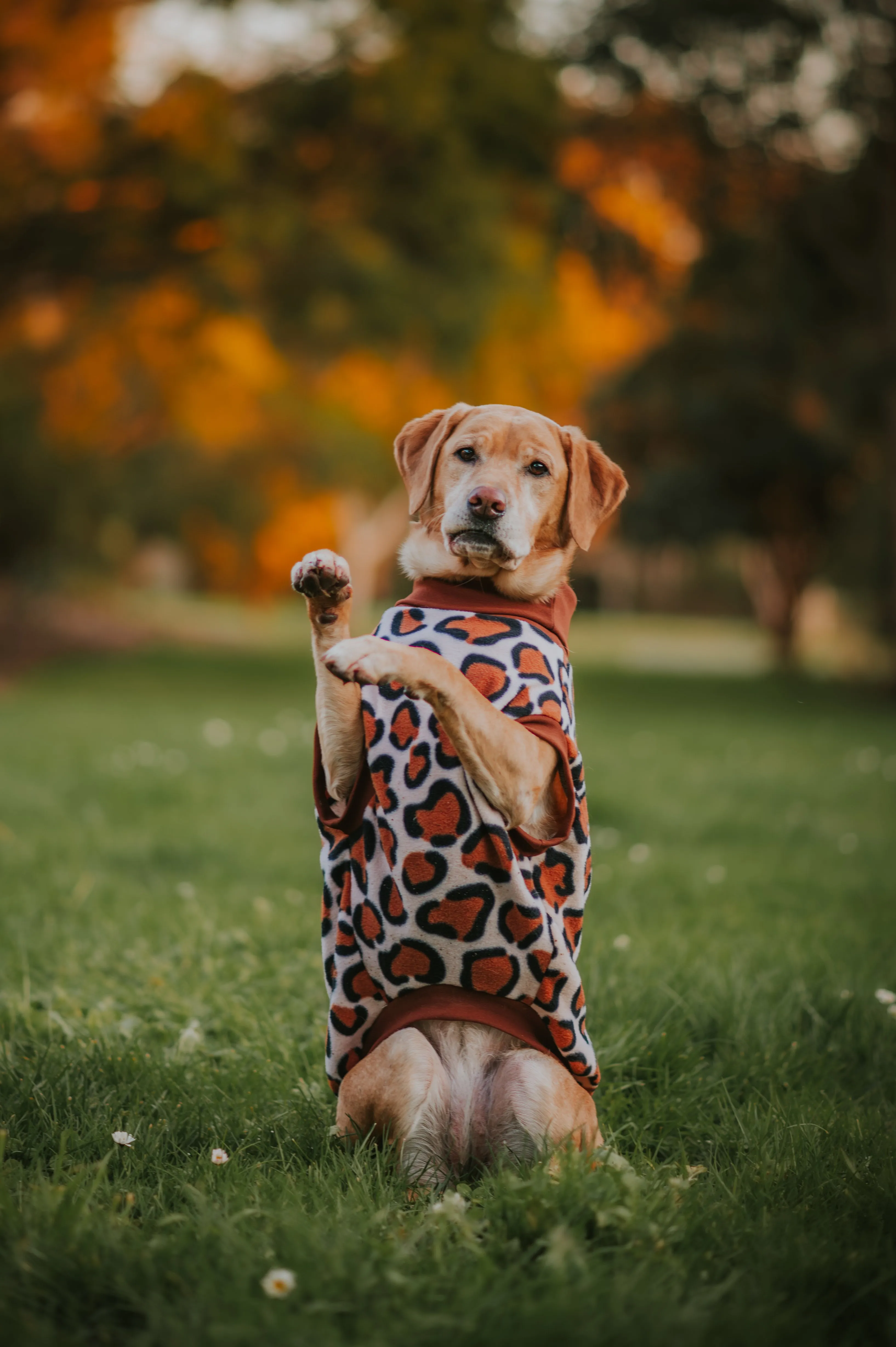 Leopard Print Sleeveless Dog Jumper