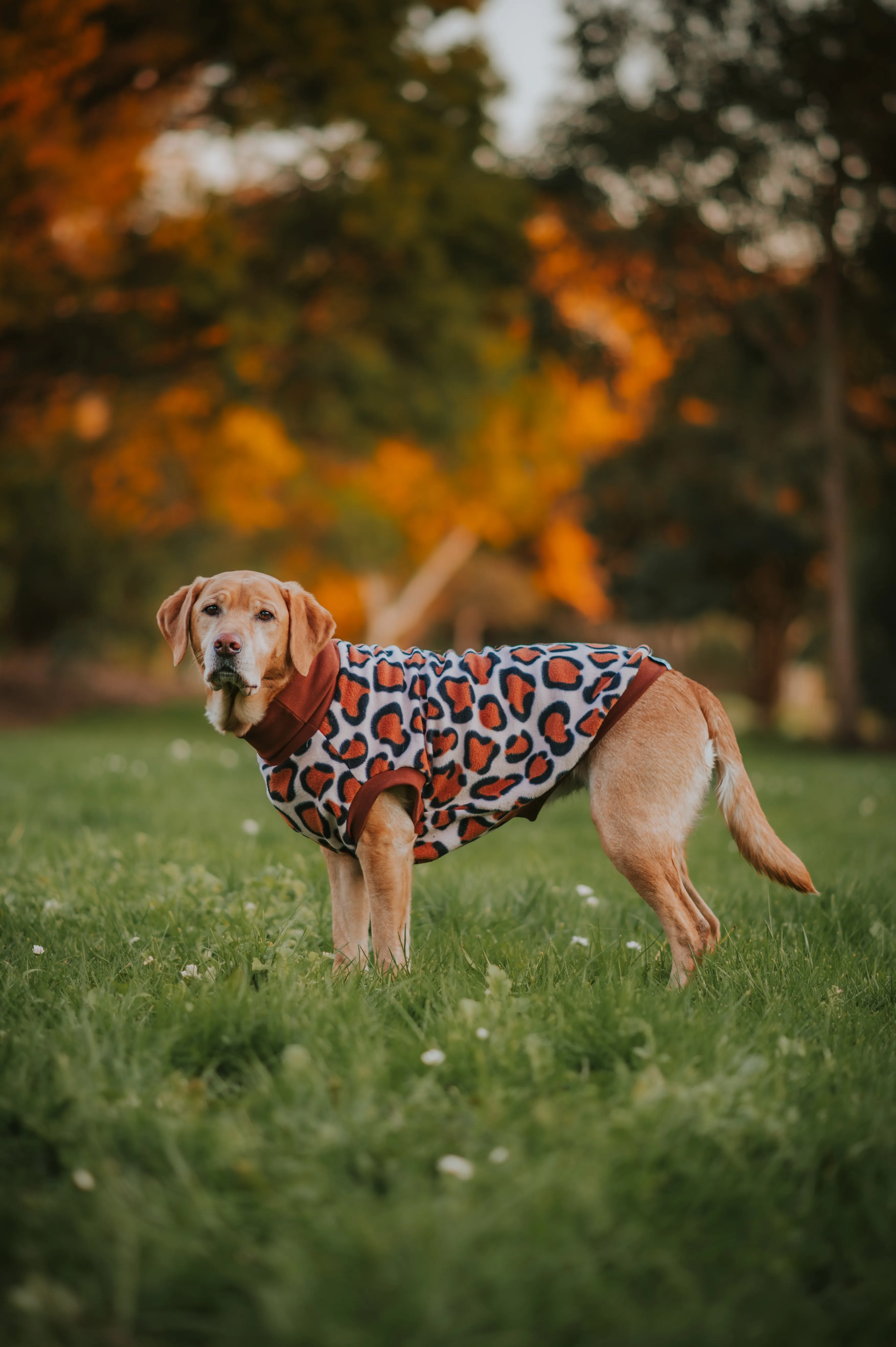 Leopard Print Sleeveless Dog Jumper